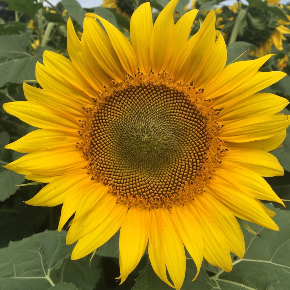 Meet your Posh Ambassador, MIC